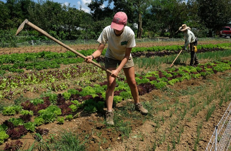 radical roots 2018 29